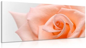 Obraz broskyňová ruža Varianta: 120x60