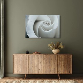Obraz - Biela ruža (90x60 cm)