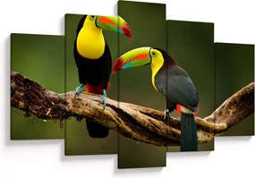 Obraz sediacich tukanov, Costa Rica (150x105 cm)