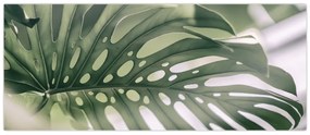 Obraz - List monštier (120x50 cm)