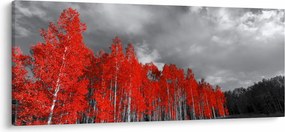 Obraz - Stromy vo farbe jesene (120x50 cm)