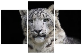 Obraz - Leopard snežný (90x60 cm)