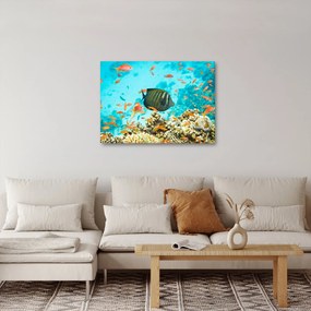 Obraz podmorského sveta (70x50 cm)