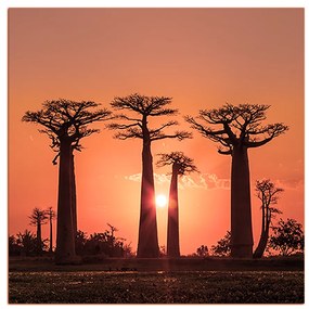 Obraz na plátne - Baobaby pri západe Slnka - štvorec... 305FA (50x50 cm)