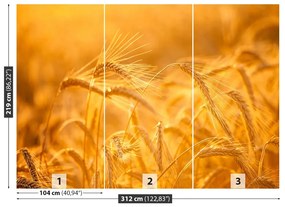 Fototapeta Vliesová Pšeničné polia 208x146 cm