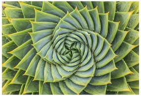 Fototapeta Vliesová Aloe symmetry 312x219 cm