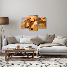 Obraz - Zlatý retriever (90x60 cm)