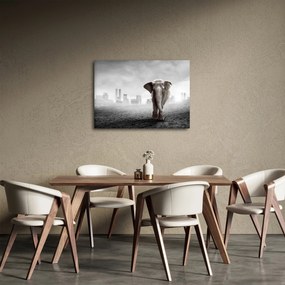 Obraz - Sloník vo veľkomeste, čiernobiely variant (70x50 cm)