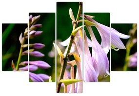 Kvety - obraz