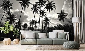 Tapeta kokosové palmy v žiare slnka v čiernobielom prevedení