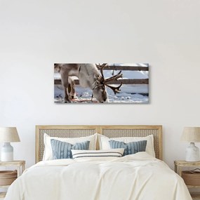 Obraz - Sob (120x50 cm)