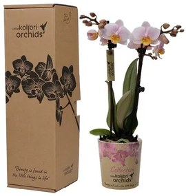 Orchidea Phalaenopsis multi kolibri ružová v darčekovom balení 9x40 cm