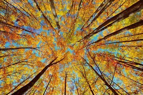 Samolepiaca fototapeta jesenné koruny stromov - 225x150