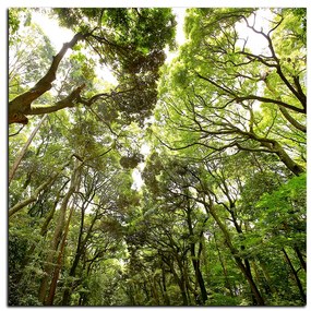 Obraz na plátne - Zelené stromy v lese - štvorec 3194A (80x80 cm)