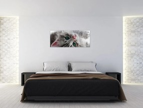 Obraz - Mačka so zelenými očami (120x50 cm)