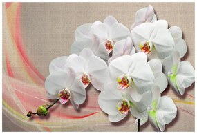 Tapeta biela orchidea na plátne