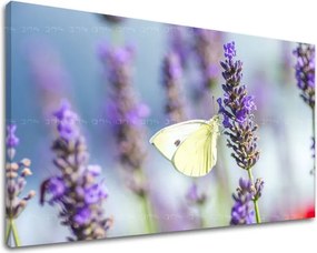 Obraz na stenu KVETY KV079E11 - 60x90 cm