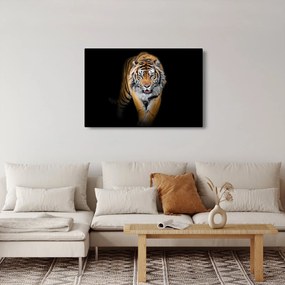 Obraz - Tiger (90x60 cm)