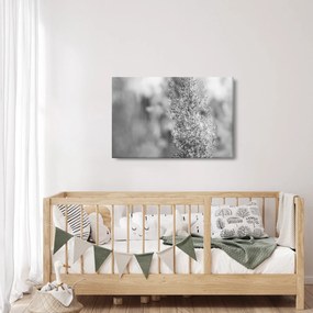 Obraz - Boho pampas grass (90x60 cm)