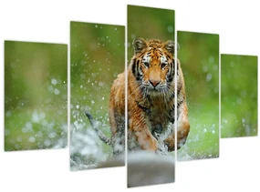 Obraz - Bežiaci tiger (150x105 cm)