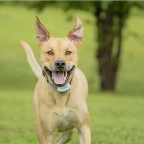 PetSafe® Extra obojok pre elektrický ohradníkClassic