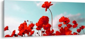 Obraz poľa s jasne červenými kvetmi (120x50 cm)