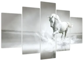 Obraz - Biely kôň (150x105 cm)