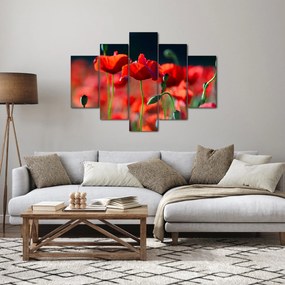 Obraz - vlčie maky (150x105 cm)