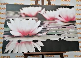 Obraz lotosový kvet Varianta: 120x40