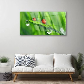 Skleneny obraz Lienka tráva kvapky 100x50 cm