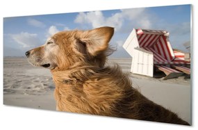 Sklenený obraz Hnedý pes beach 100x50 cm