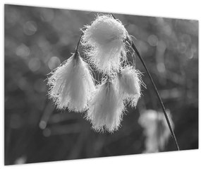 Obraz - Cottongrass (90x60 cm)