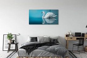Obraz na akrylátovom skle Swan vo vode 125x50 cm
