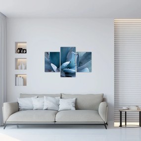 Obraz - Agáve (90x60 cm)