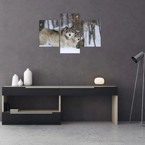 Obraz - Vlci v zime (90x60 cm)