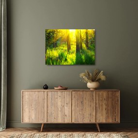 Sklenený obraz - Jarné prebúdzanie lesa (70x50 cm)
