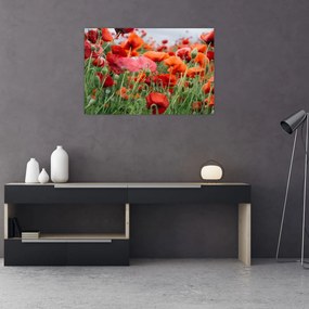 Obraz z poľa vlčích makov (90x60 cm)