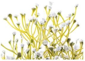 Umelá rastlina (výška 27 cm) Babi – Restilo