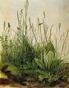 Obrazová reprodukcia The Great Piece of Turf, 1503, Albrecht Dürer