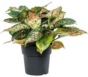 Aglaonema Crimson Love 19x40cm