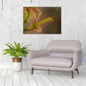 Obraz rastliny (70x50 cm)