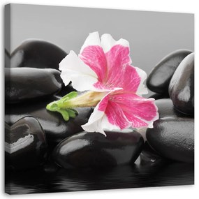 Obraz na plátně Květiny Zenové kameny - 50x50 cm