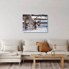 Sklenený obraz - Sob (70x50 cm)