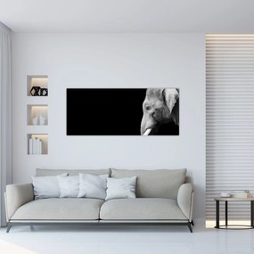 Obraz - Slon (120x50 cm)
