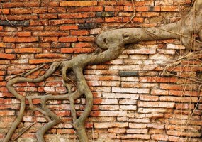 Fototapeta - Koreň v stene (254x184 cm)