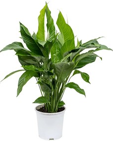 Spathiphyllum sweet lauretta Bush pots. 24cm v. 90 cm