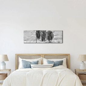 Obraz - Škótske kravy, čiernobiela (s hodinami) (90x30 cm)