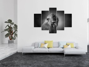 Obraz - Opička (150x105 cm)