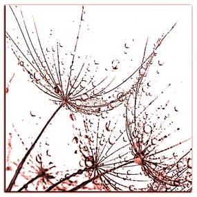 Obraz na plátne - Pampeliškové semienka s kvapkami vody - štvorec 3202KA (50x50 cm)