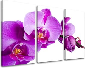 Obraz na stenu 3 dielny KVETY XOBKV135E30 - 120x80 cm